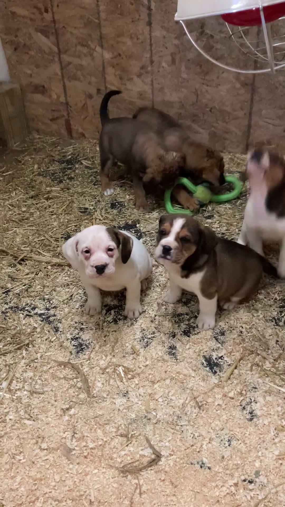 Mixed Breed dogs for sale: Joy - Video 1