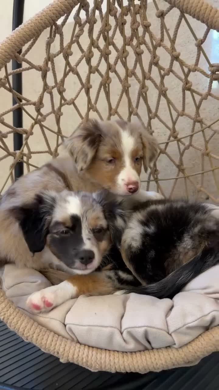 Australian Shepherd dogs for sale: Gracie - Video 1