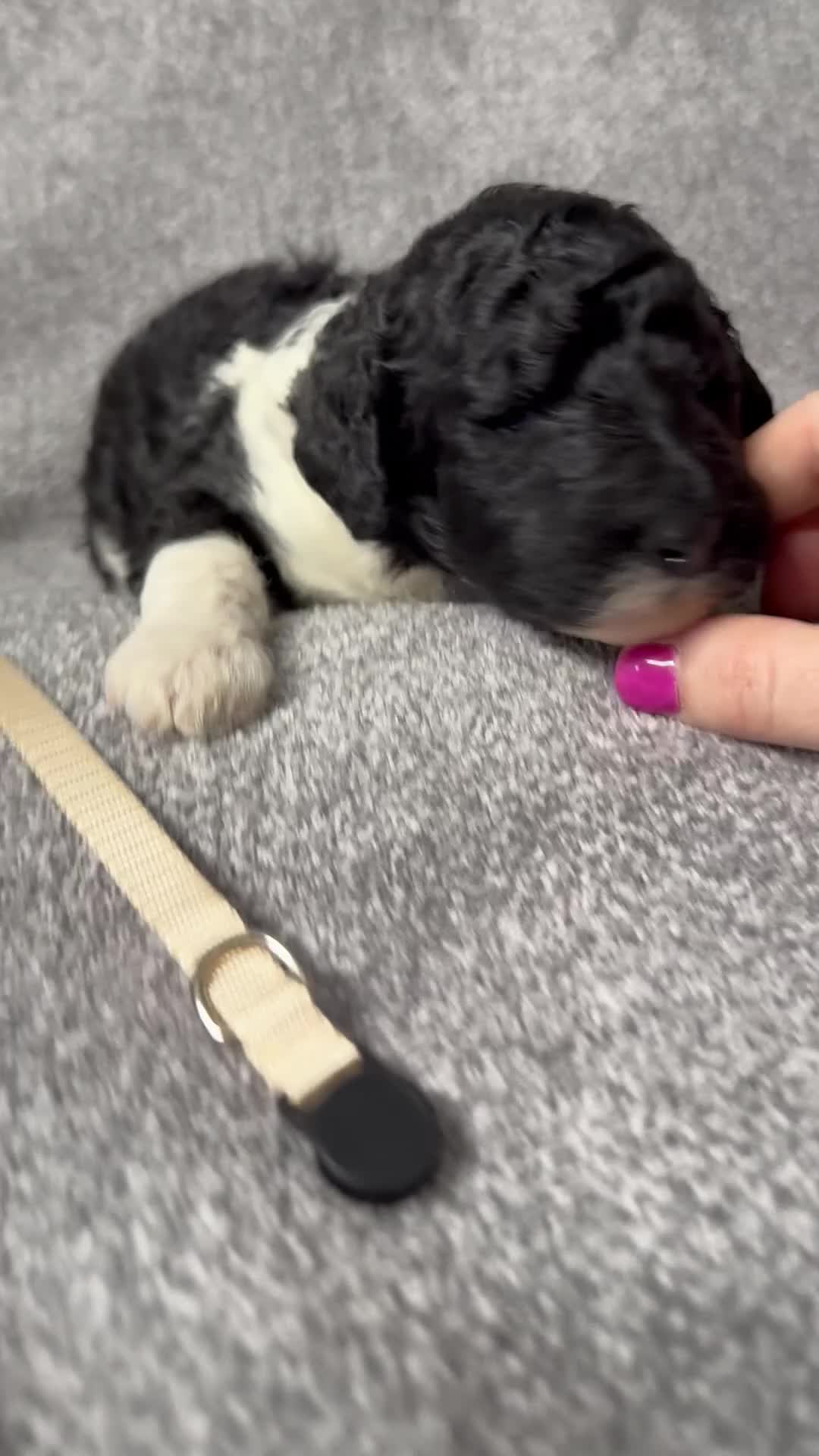 Standard Poodle dogs for sale: Fawn - AKC - Video 6