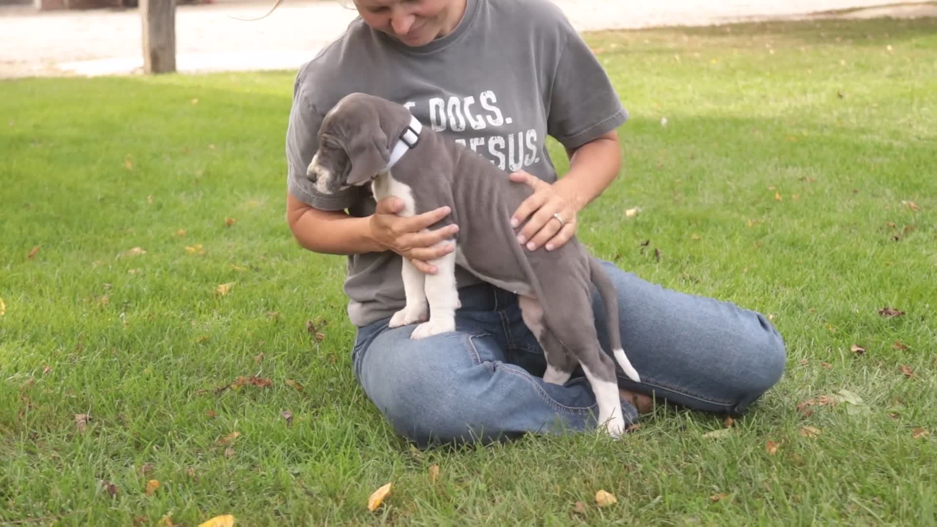 Great Dane dogs for sale: Celestia Great Dane  - Video 2