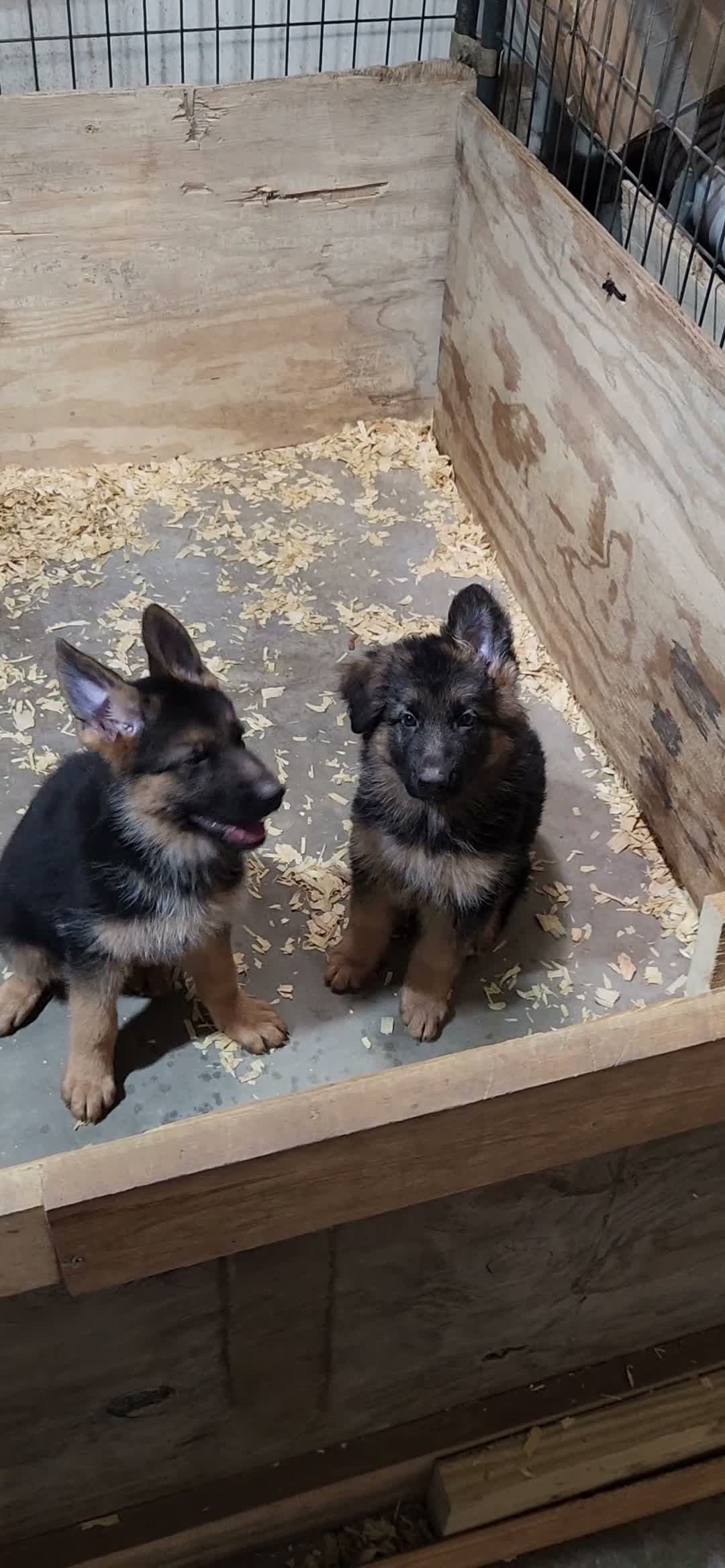 German Shepherd dogs for sale: German Shepherd 3 - Video 2