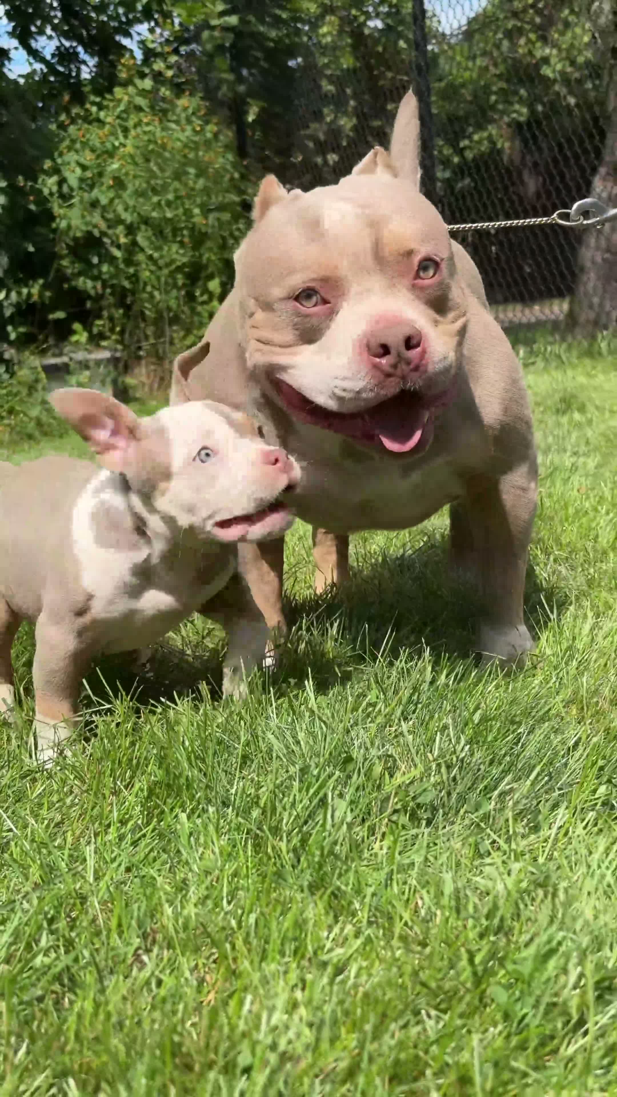 American Bully dogs for sale: Luck  - Video 1
