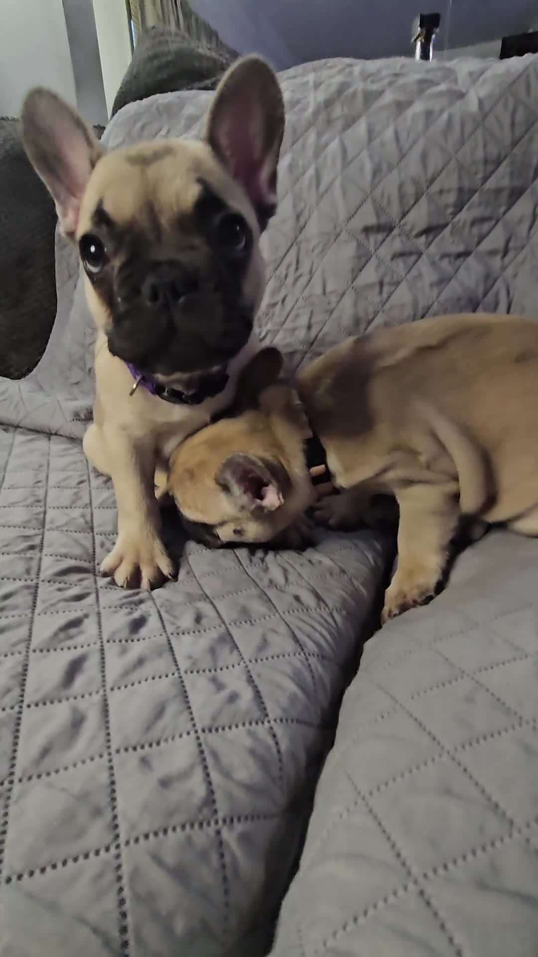 French Bulldog dogs for sale: Pink - Video 1