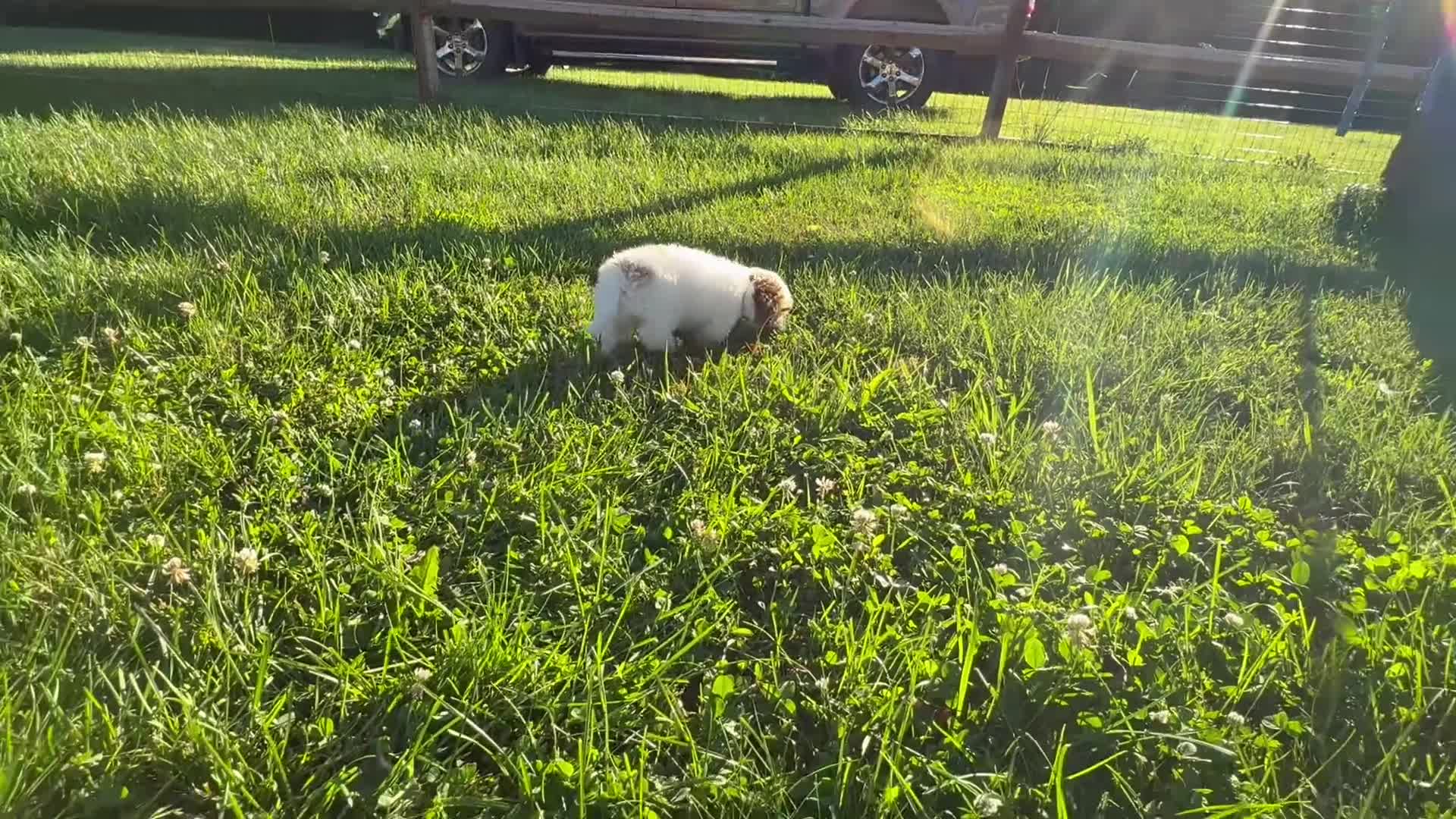Maltipoo dogs for sale: Elsa - Video 1