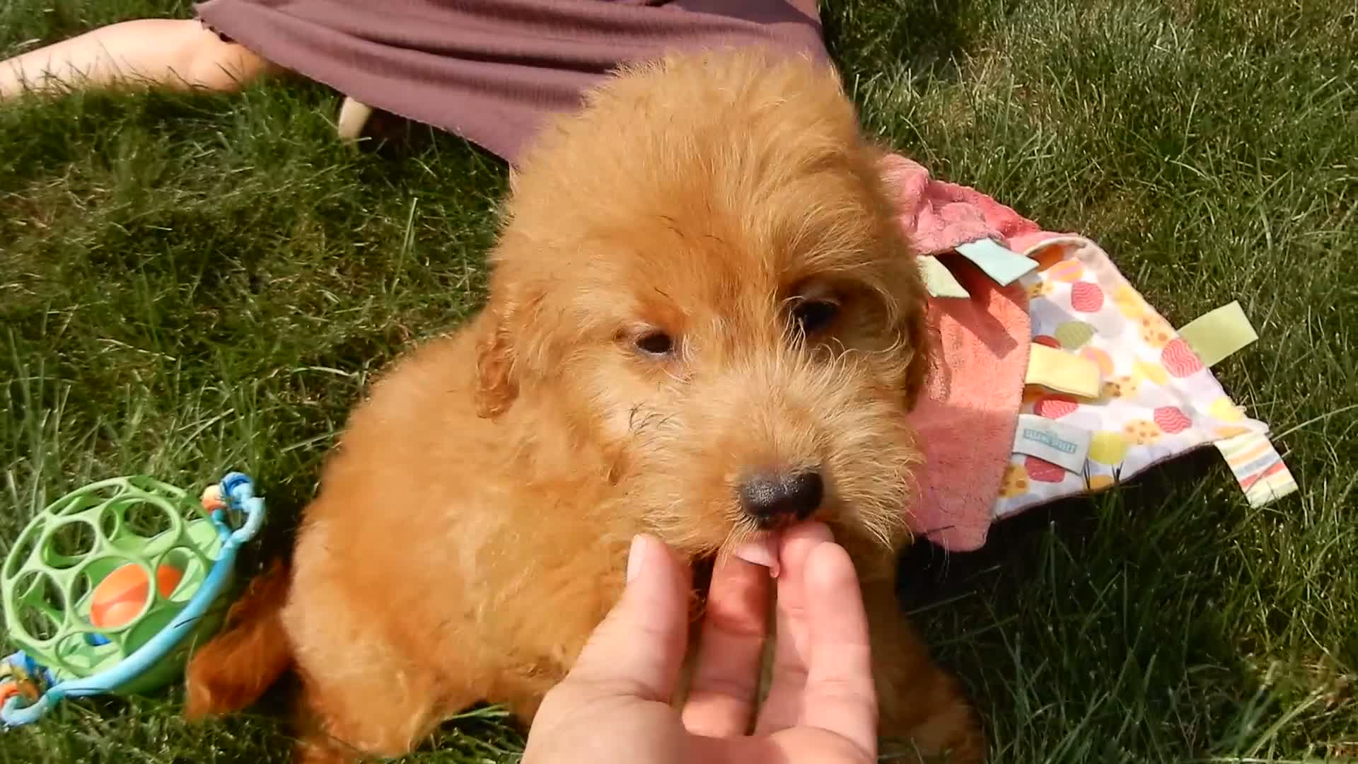 Mini Goldendoodle dogs for sale: Abby - Video 2