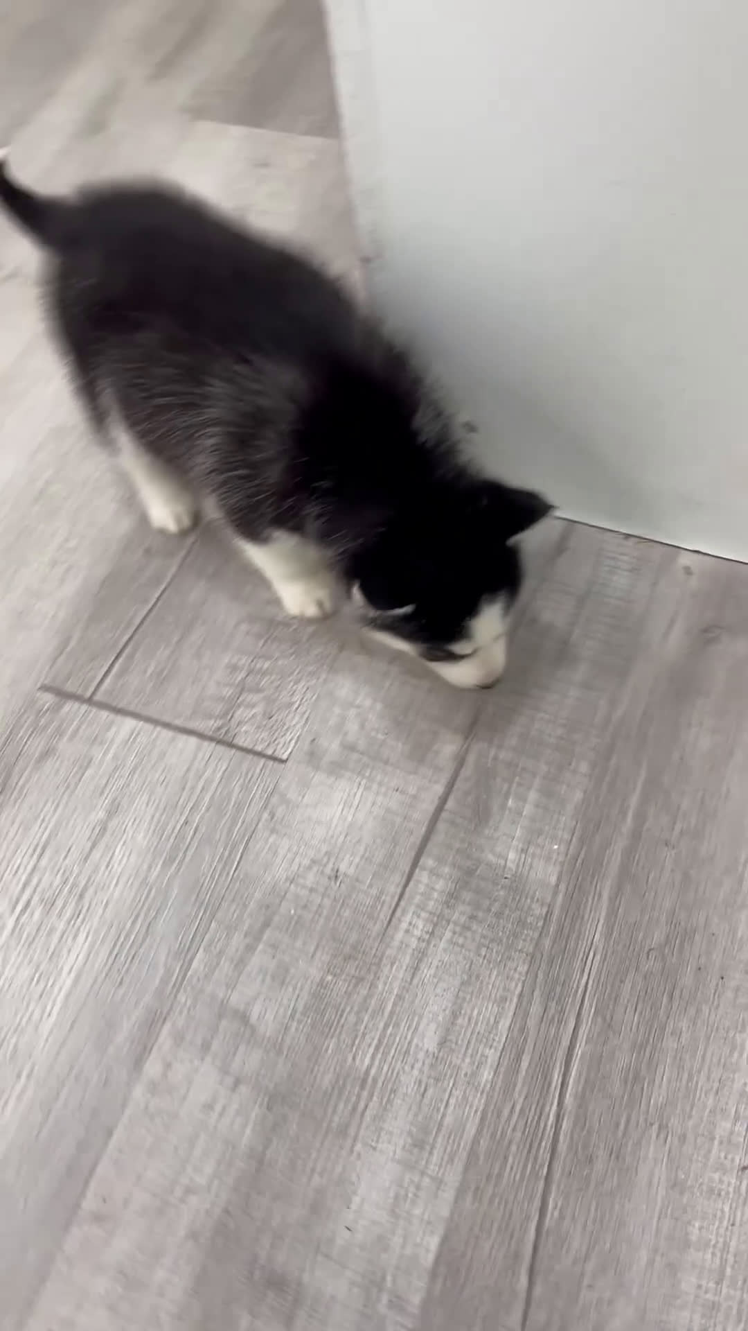 Siberian Husky dogs for sale: Kiana - Video 1