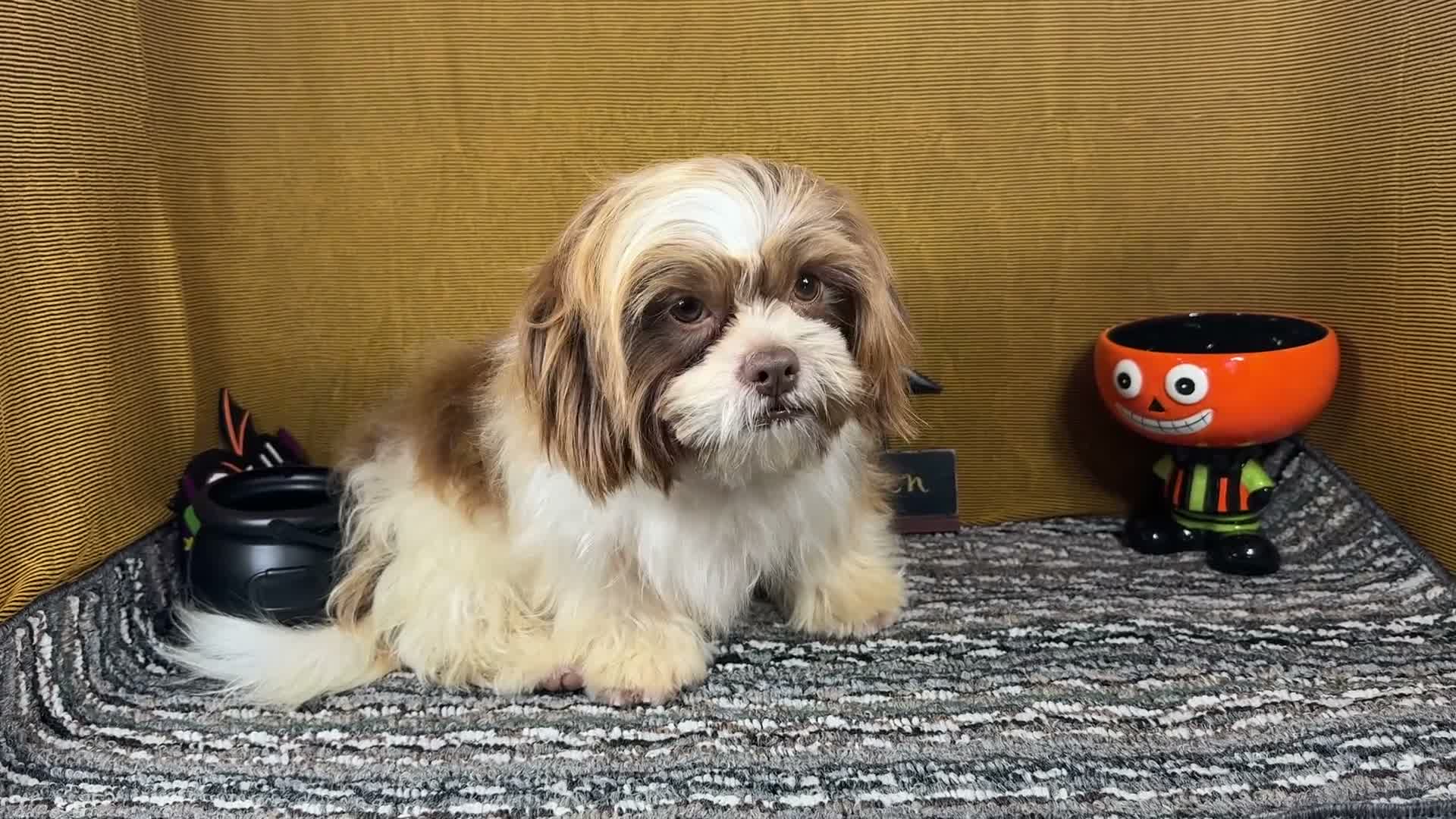 Shih Tzu dogs for sale: Shih Tzu 2 - Video 1