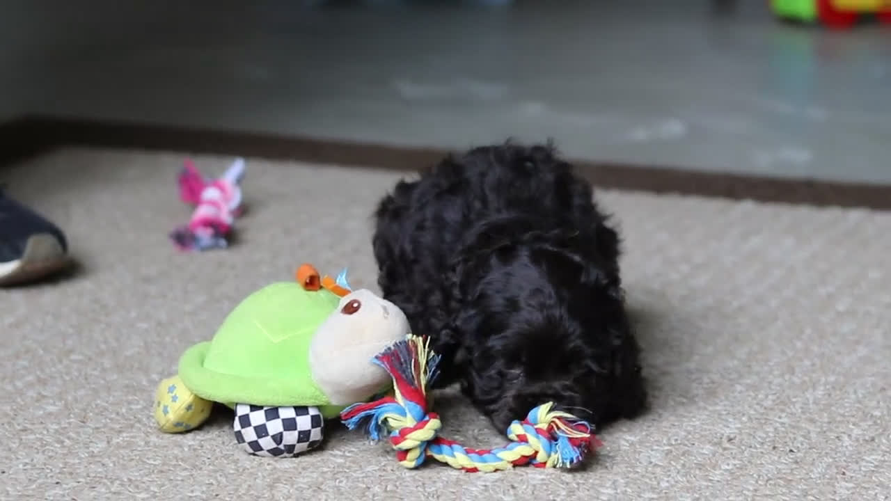 Cocker Spaniel dogs for sale: Lulu - Video 4