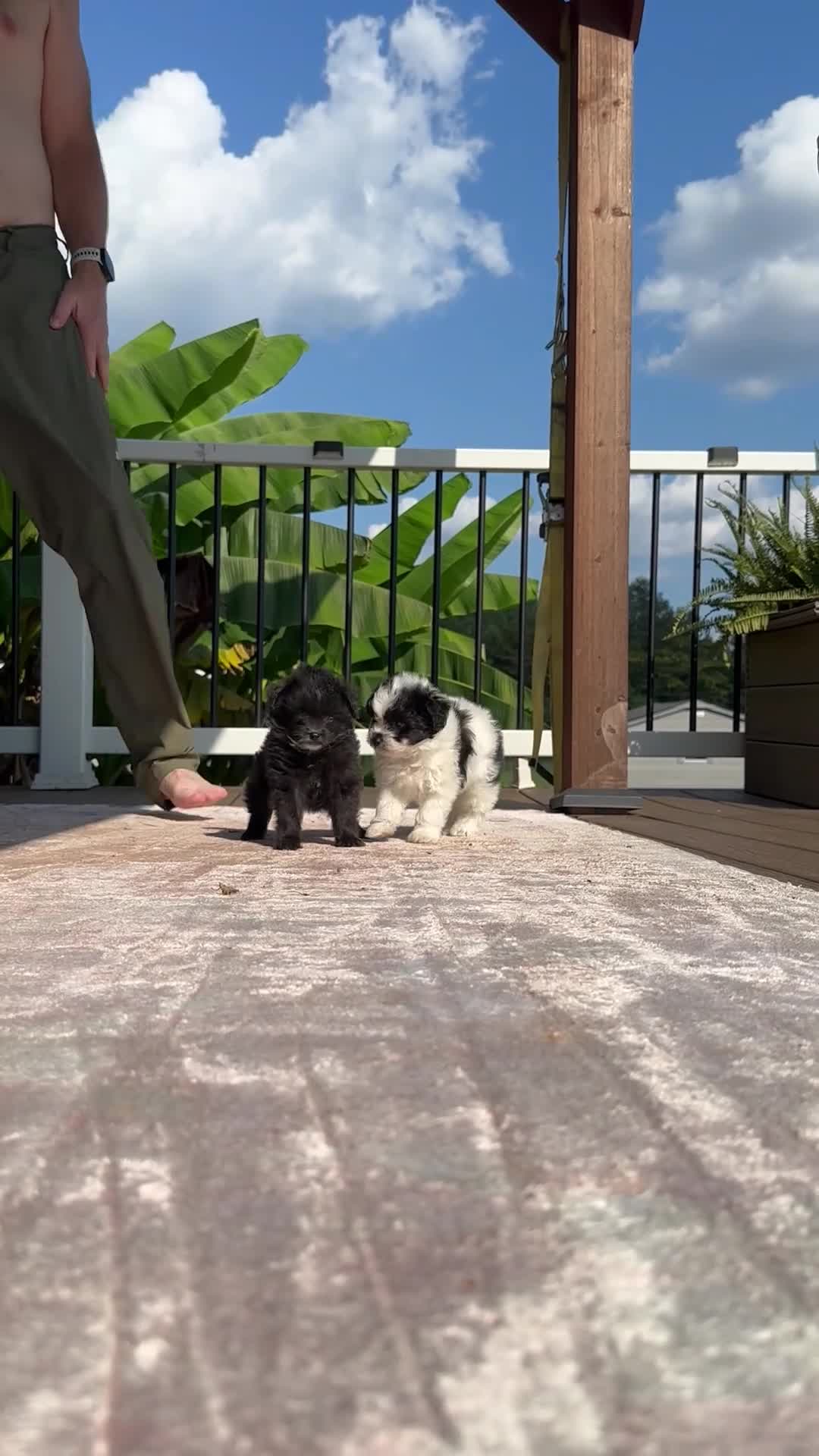 Pomapoo dogs for sale: Pomapoo 1 - Video 1