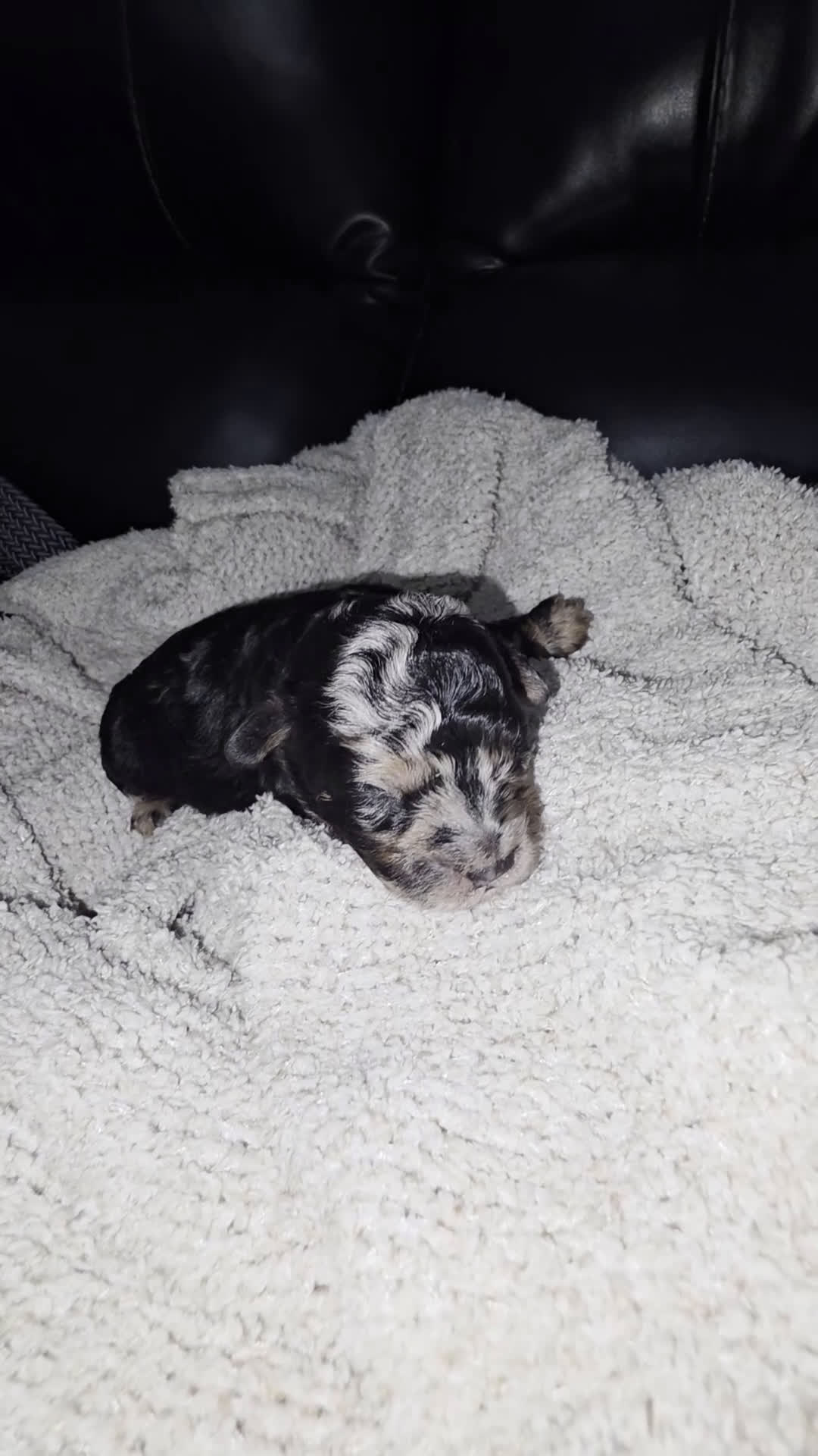 Mini Bernedoodle dogs for sale: Mini mouse - Video 2