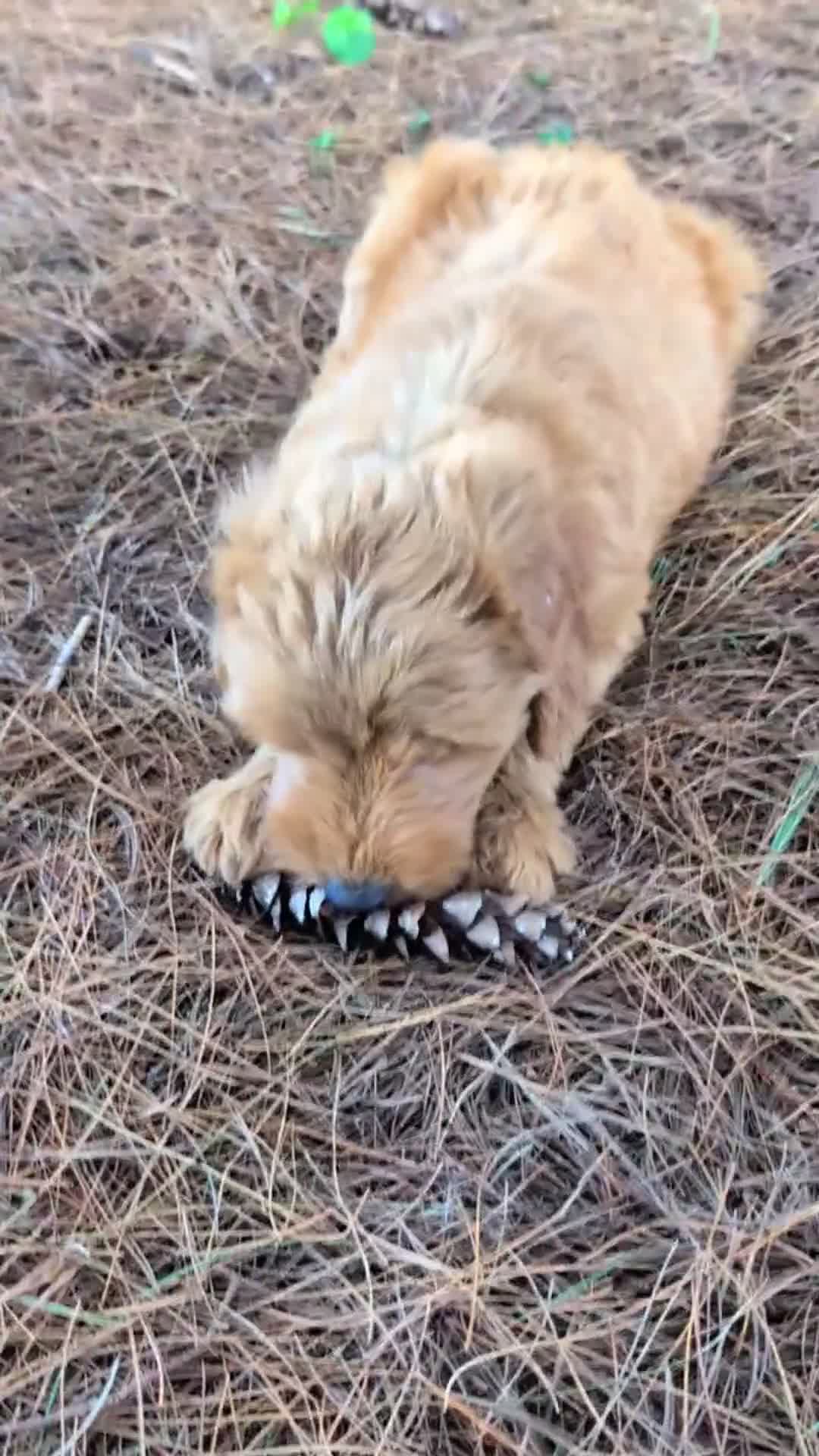 Mini Goldendoodle dogs for sale: Patches - Video 1