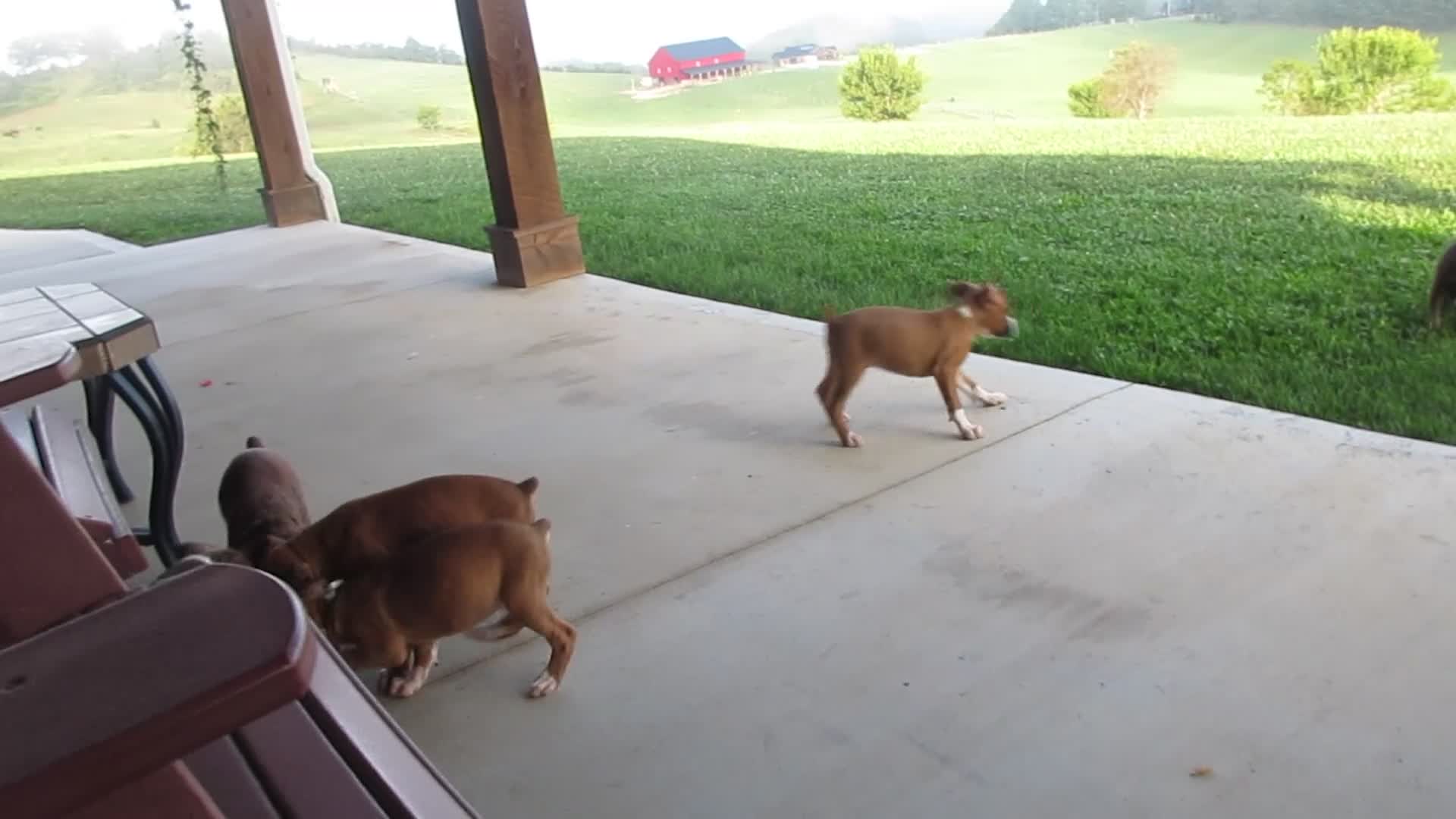 Boxer dogs for sale: Forrest - Video 3