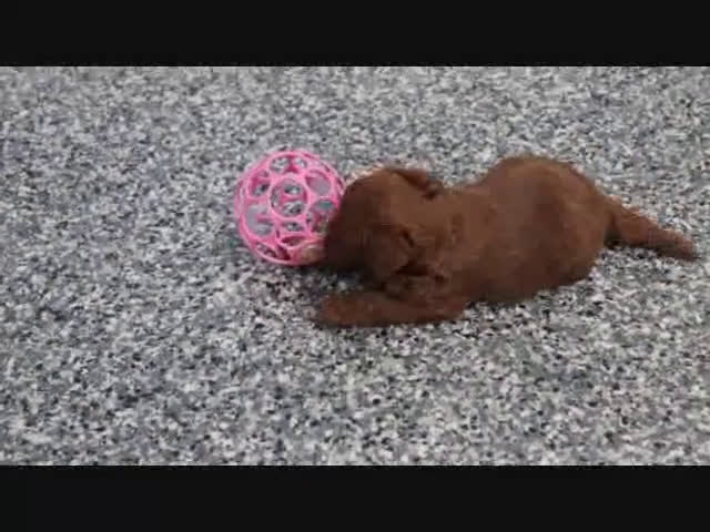 Mini Goldendoodle dogs for sale: Bella - Video 7