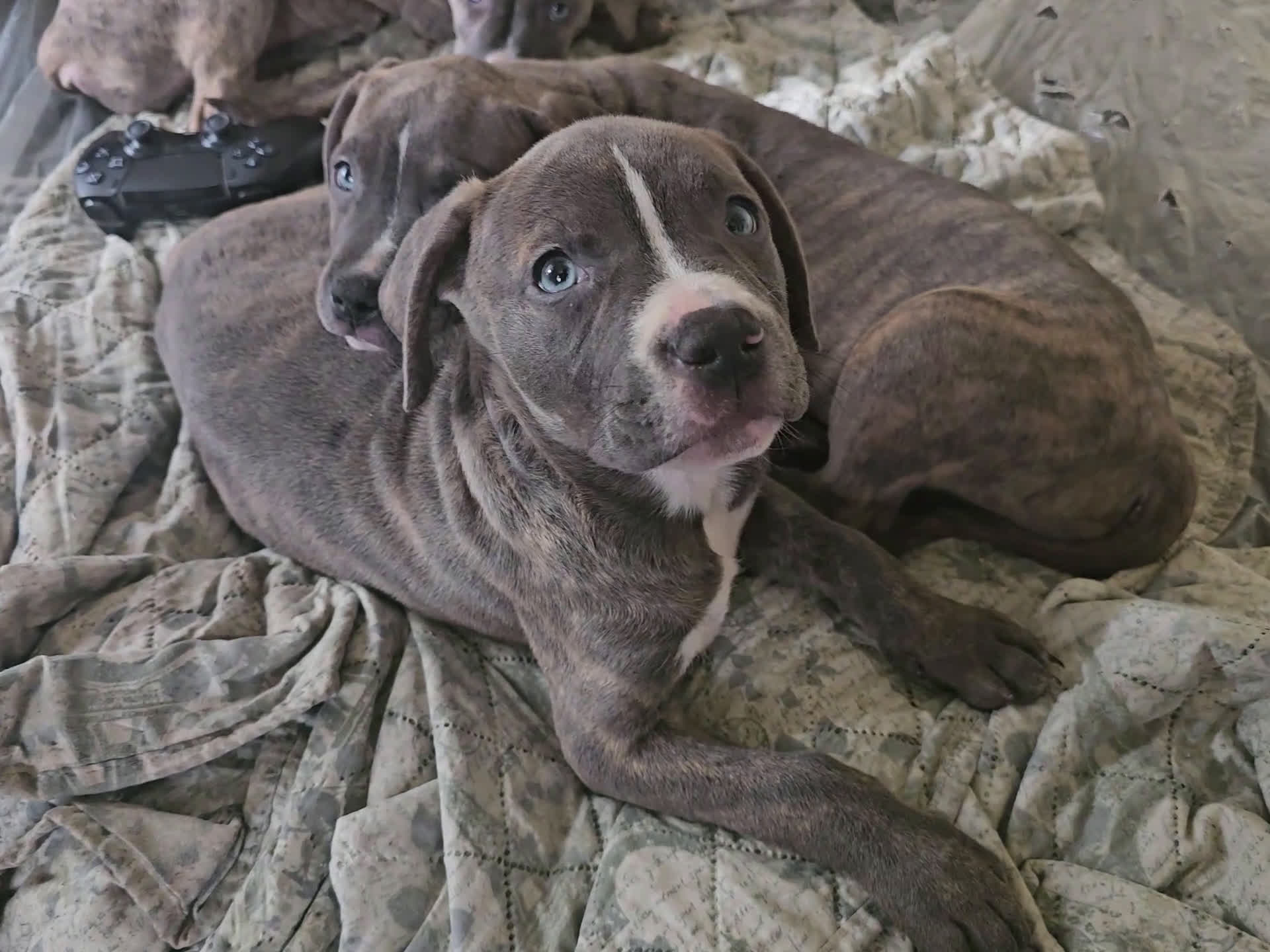 American Pit Bull Terrier dogs for sale: American Pit Bull Terrier Puppy 7 - Video 1