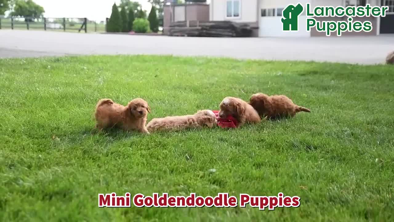 Mini Goldendoodle dogs for sale: Felicity - Video 1