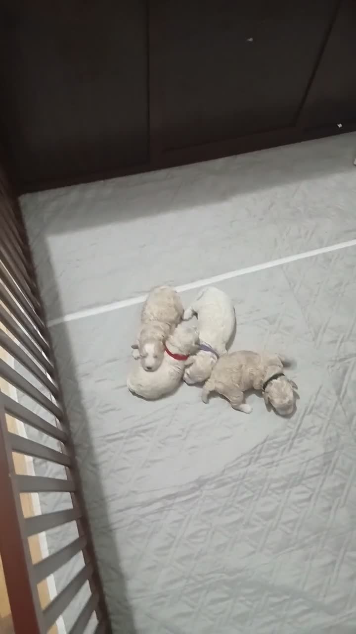 Miniature Poodle dogs for sale: Miniature Poodle 4 - Video 4