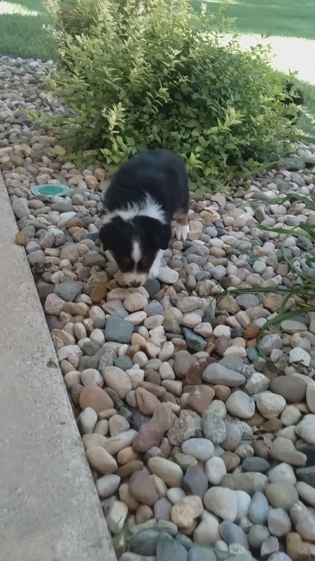 Miniature Australian Shepherd dogs for sale: Alvin - Video 1
