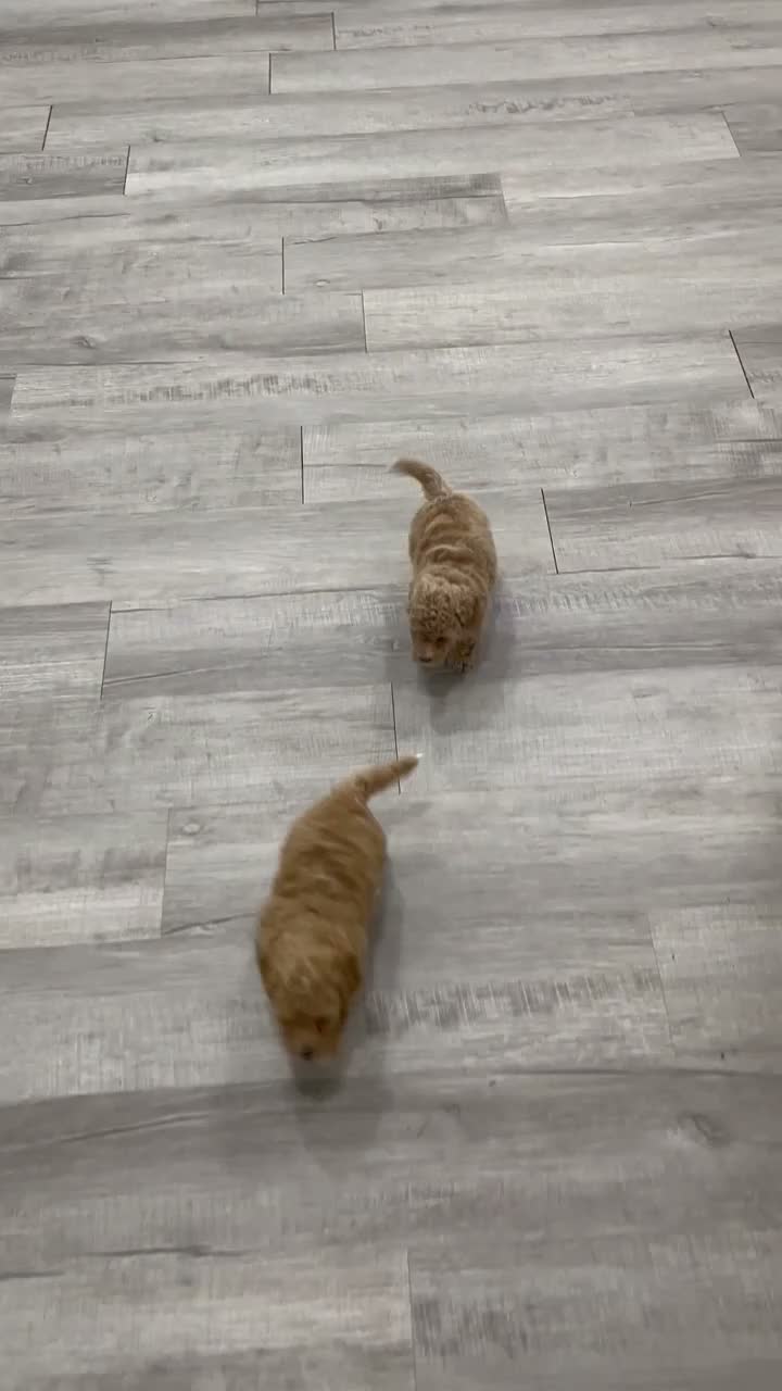 Bichpoo dogs for sale: Romeo - Video 2