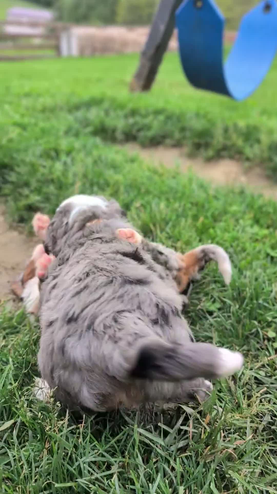 Bernedoodle dogs for sale: Spencer - Video 2