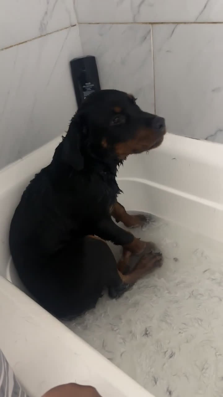 Rottweiler dogs for sale: Rottweiler Puppy 1 - Video 1