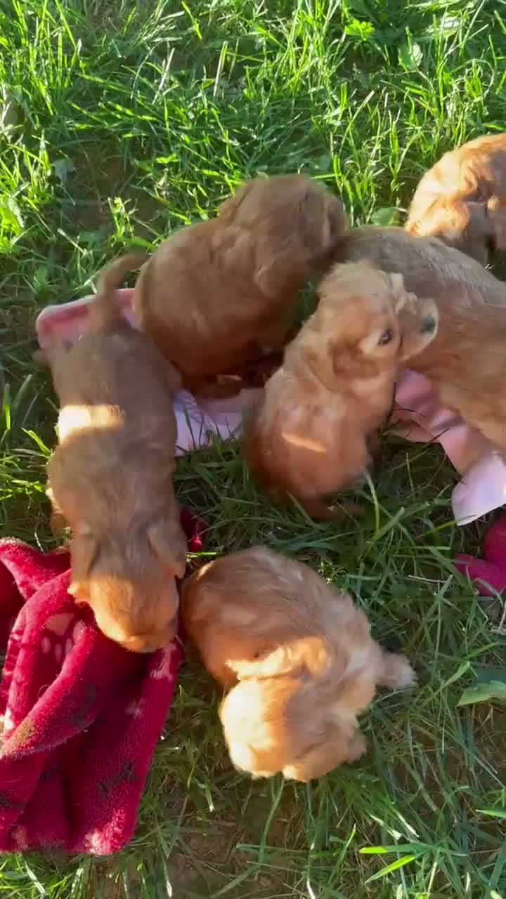 Cavapoo dogs for sale: Alice - Video 1