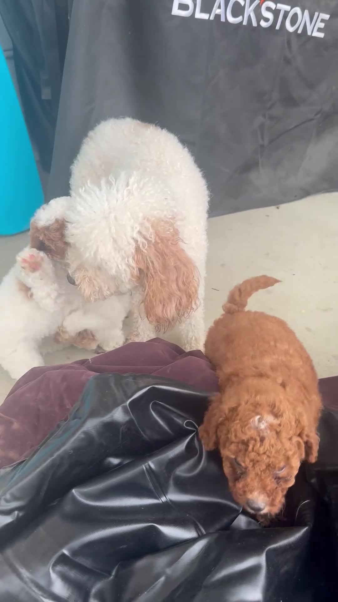 Miniature Poodle dogs for sale: Lola - Video 1