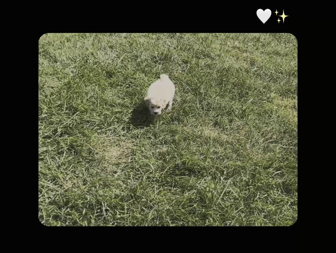 Maltipoo dogs for sale: Cosmo - Video 1