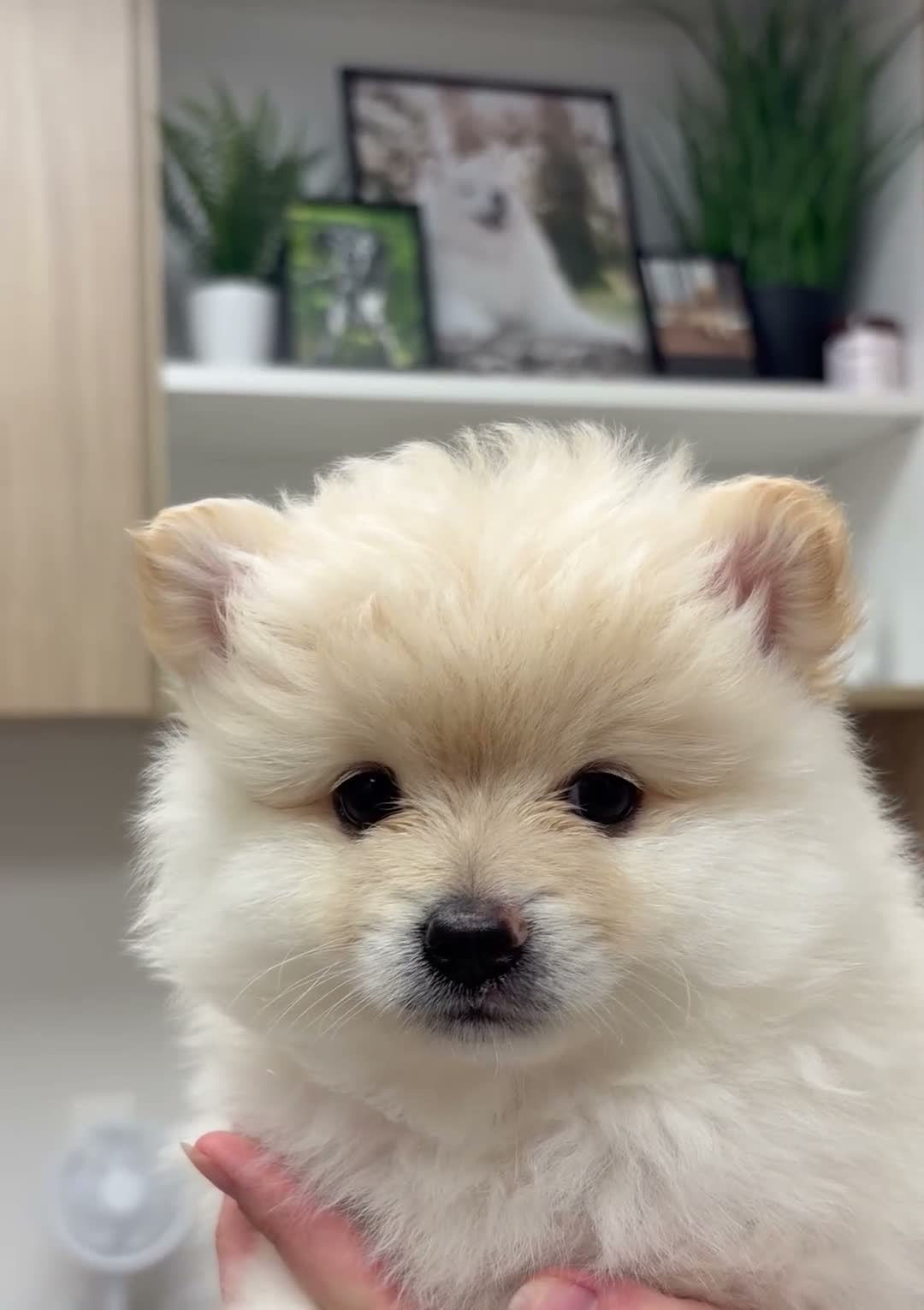 Pomeranian dogs for sale: Lurex  - Video 1