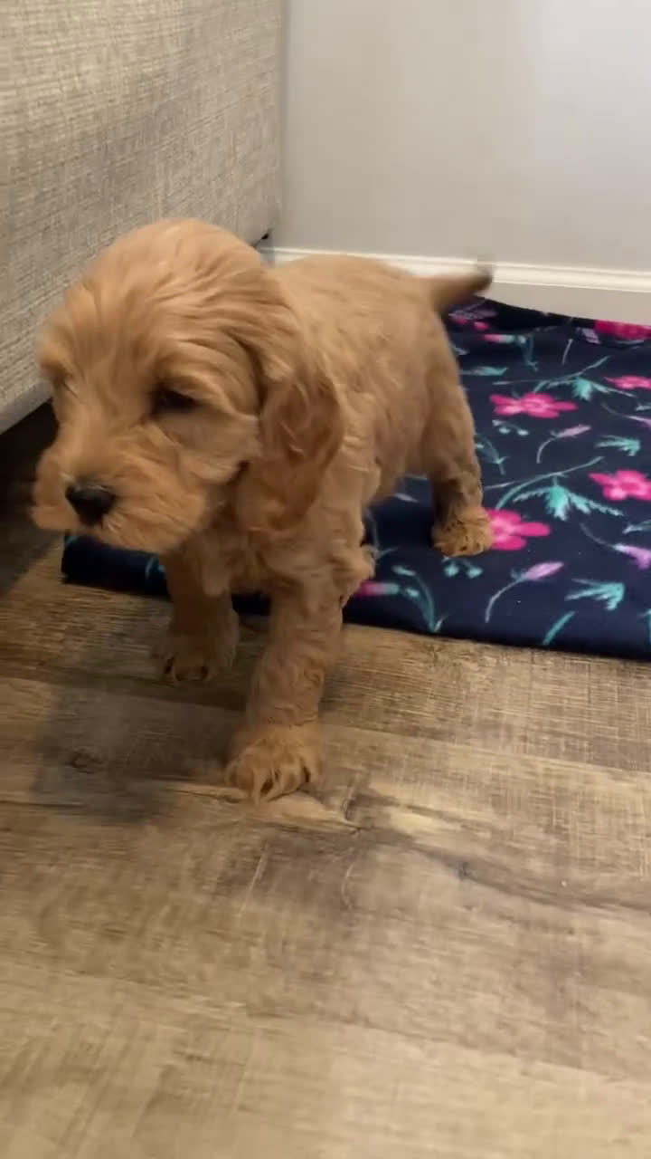 Labradoodle dogs for sale: Puppy - Video 7