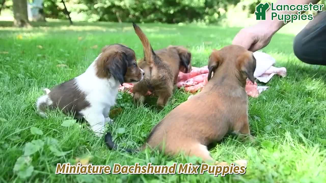 Mixed Breed dogs for sale: Dixie - Video 1