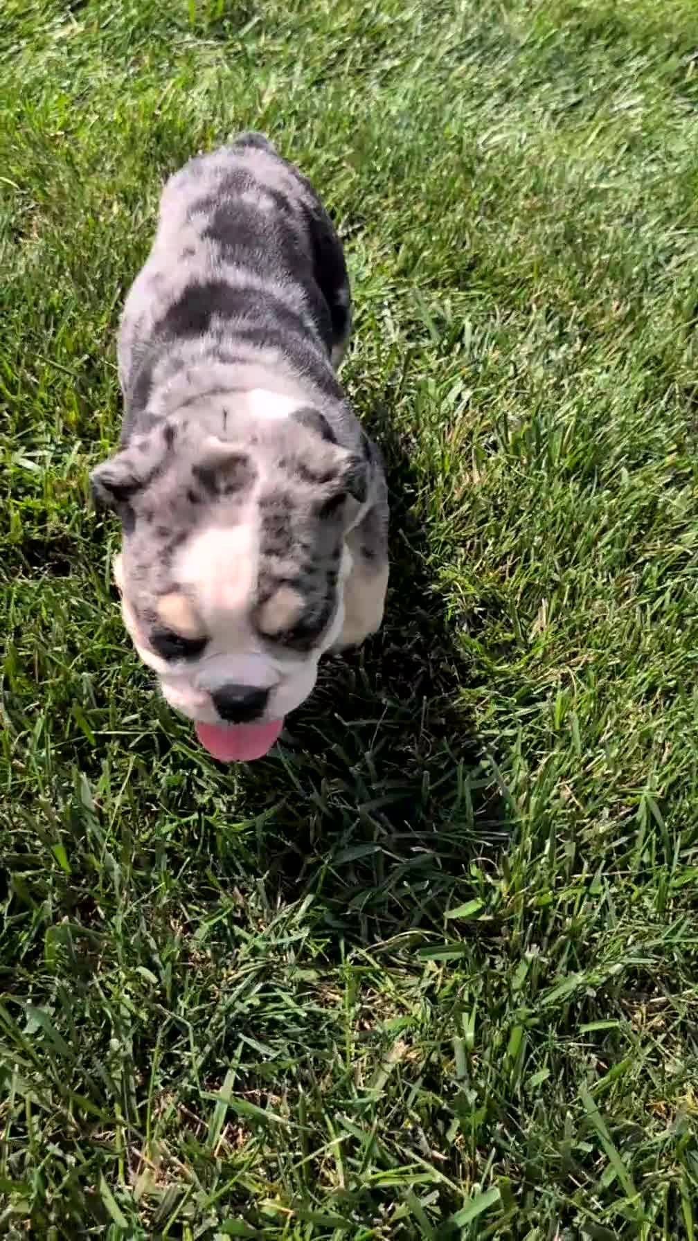 English Bulldog dogs for sale: Zane - Video 1