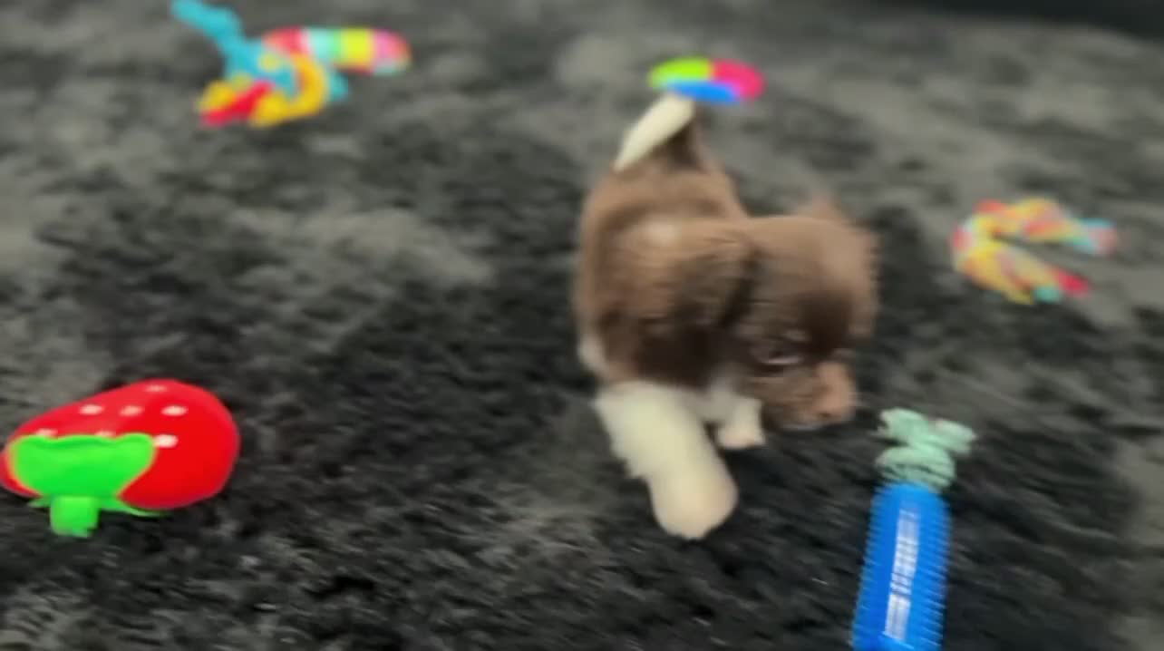Havanese dogs for sale: Ricky - Video 3