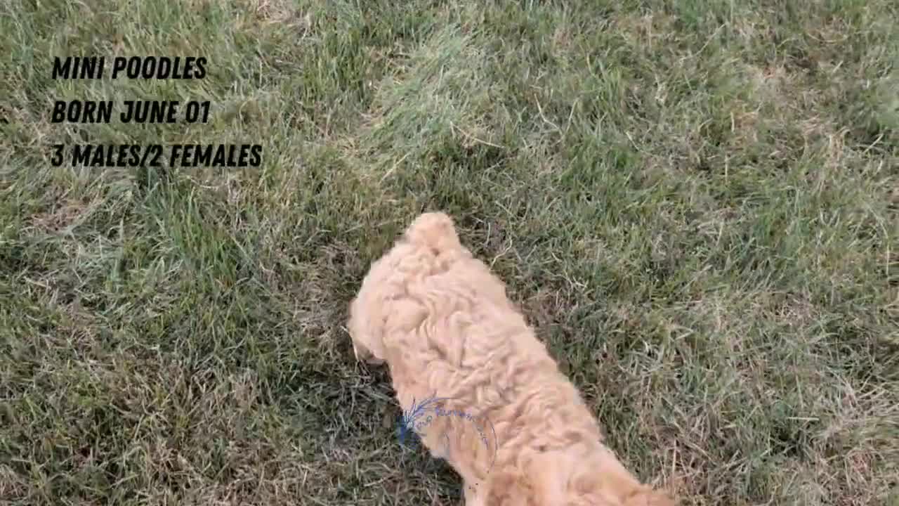Miniature Poodle dogs for sale: Saint - Video 3