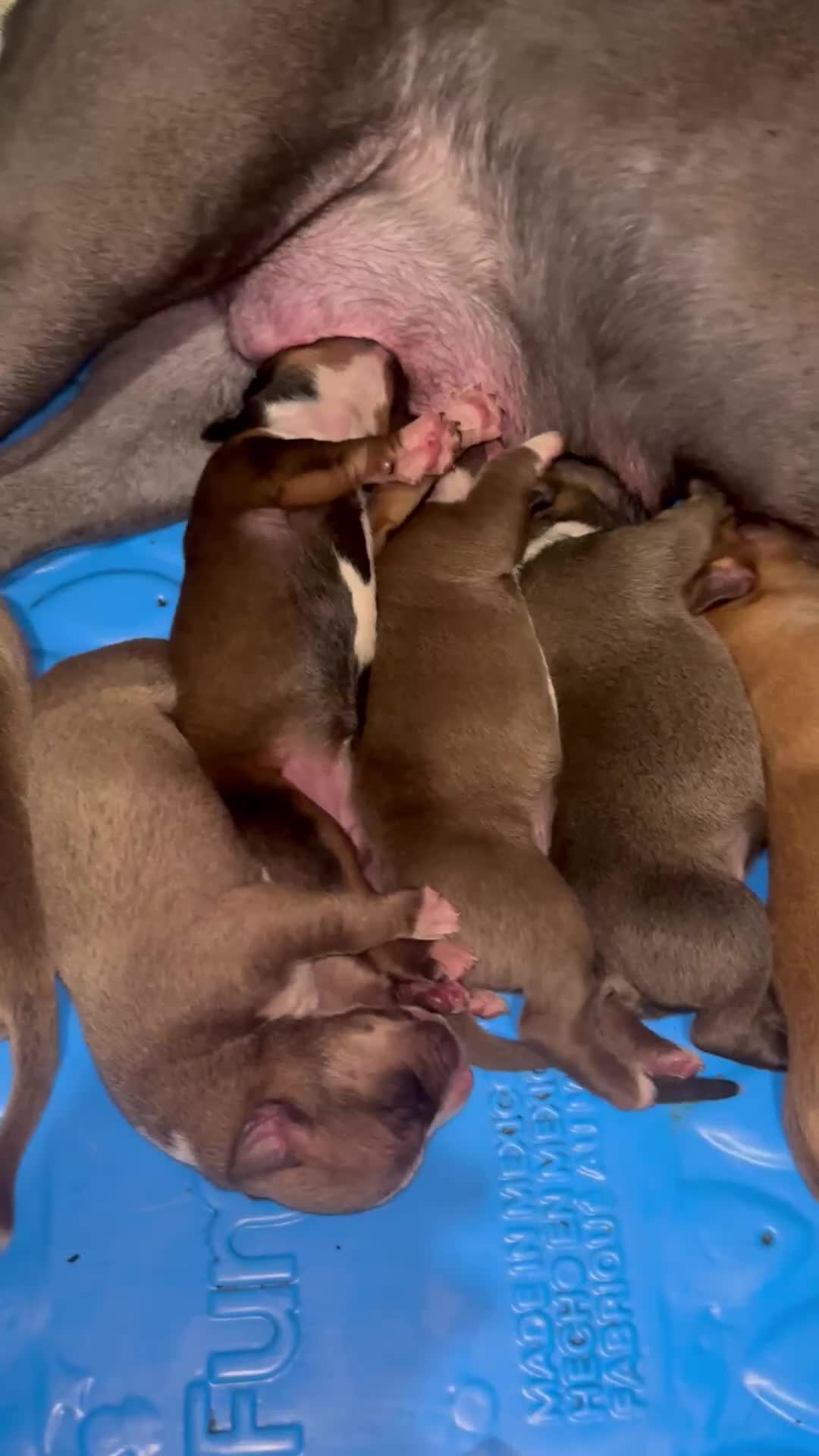Mixed Breed dogs for sale: Spice Girl - Video 1