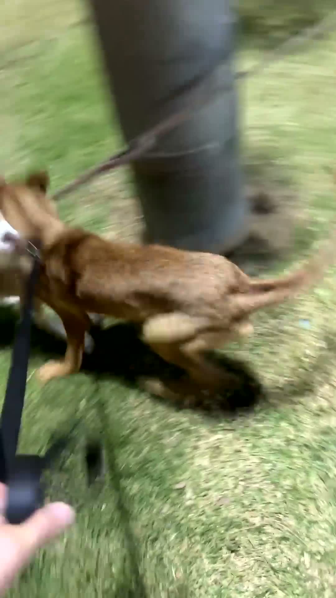 Mixed Breed dogs for sale: Apollo - Video 1