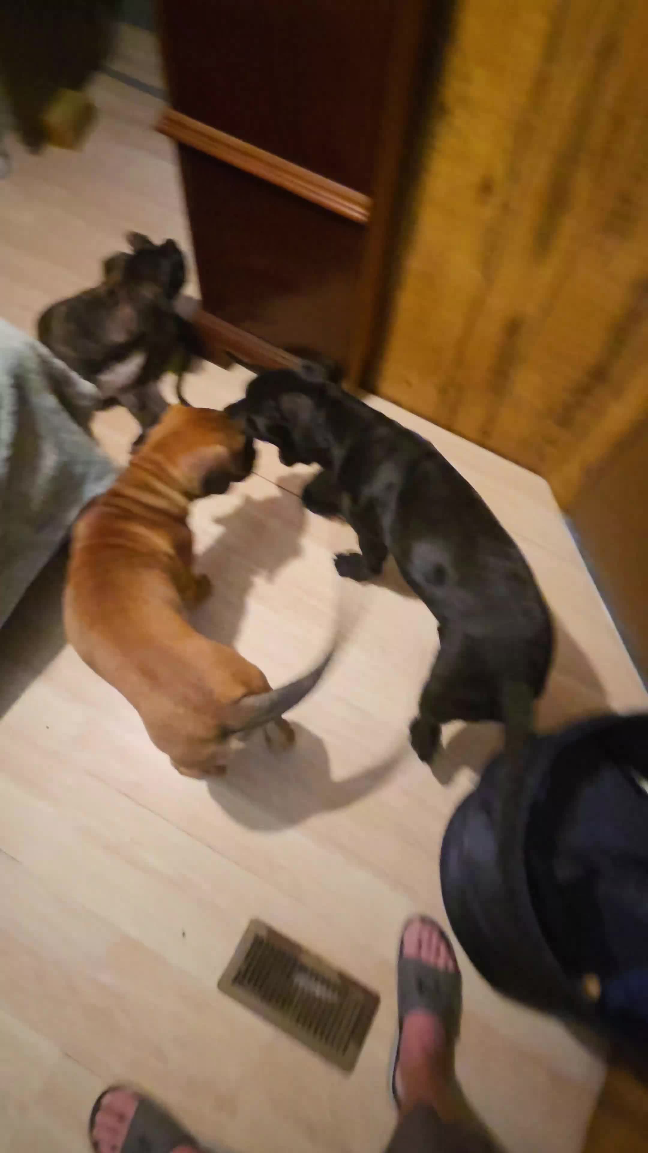 Cane Corso dogs for sale: Cane Corso 3 - Video 3