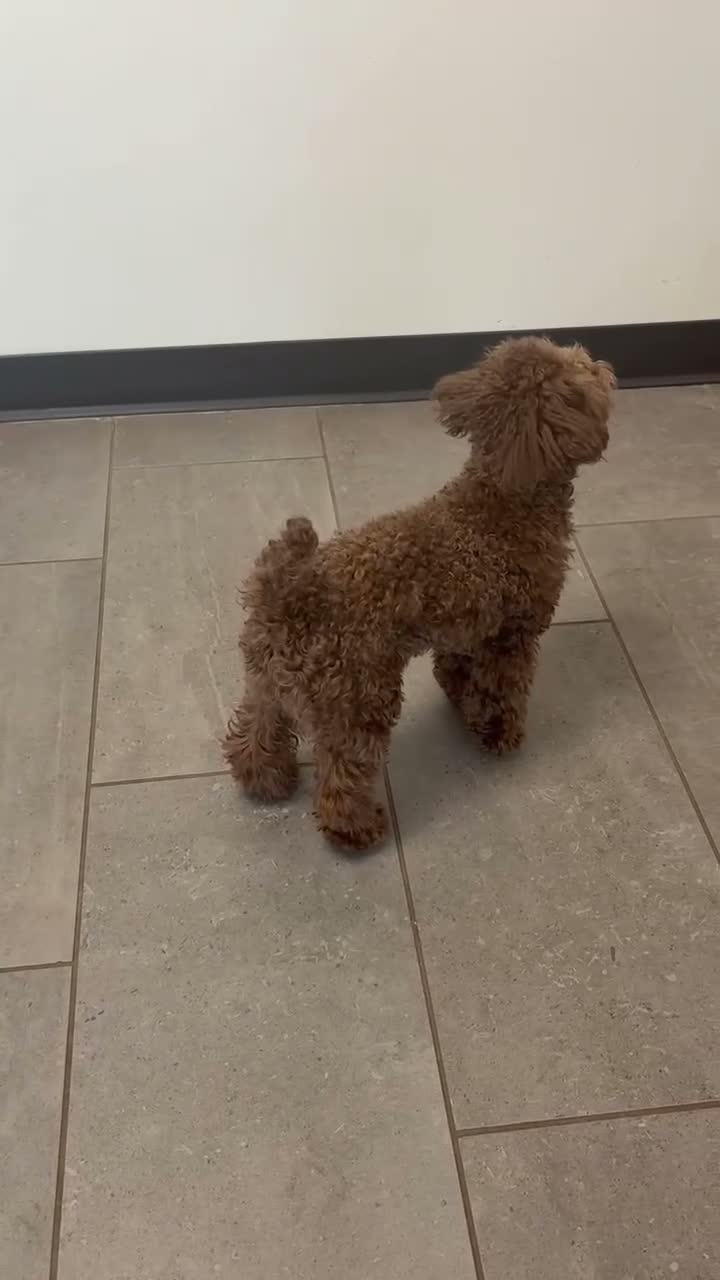Toy Poodle dogs for sale: Cocoa - Video 1