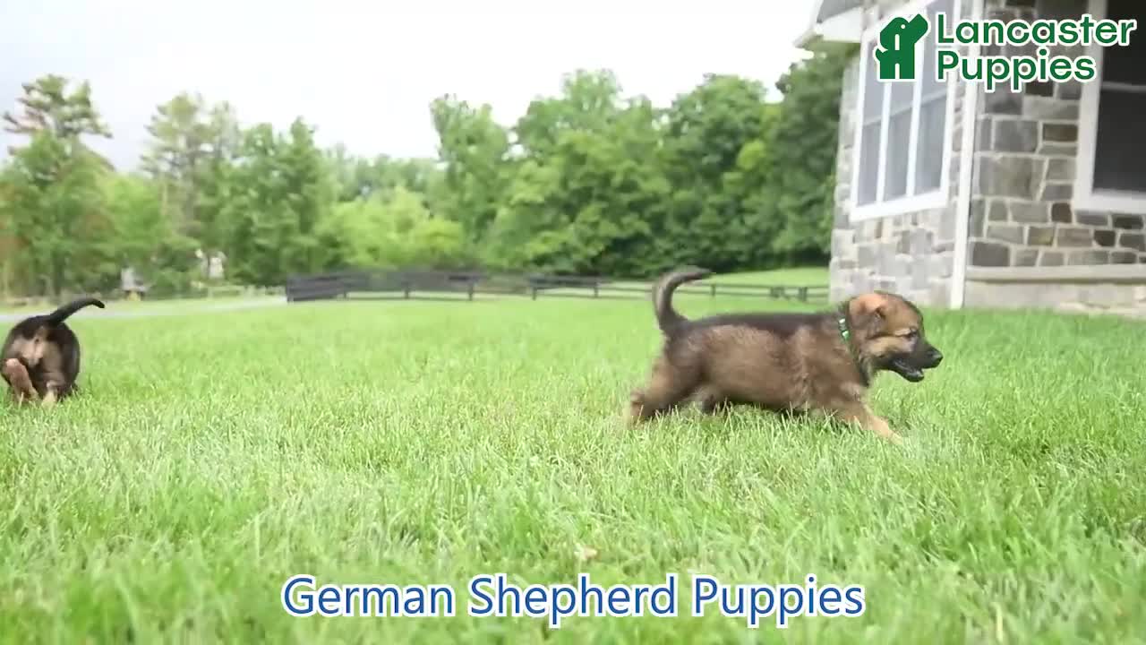 German Shepherd dogs for sale: Olivia - Video 1