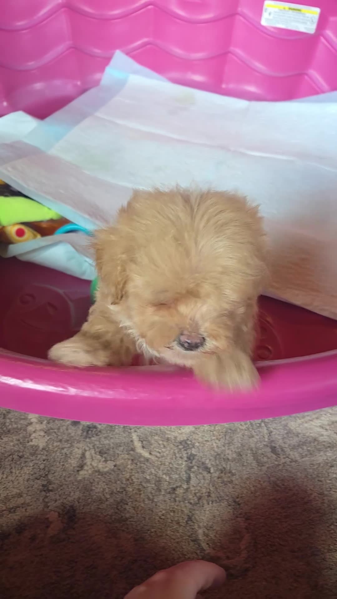 Maltipoo dogs for sale: Theadore - Video 2
