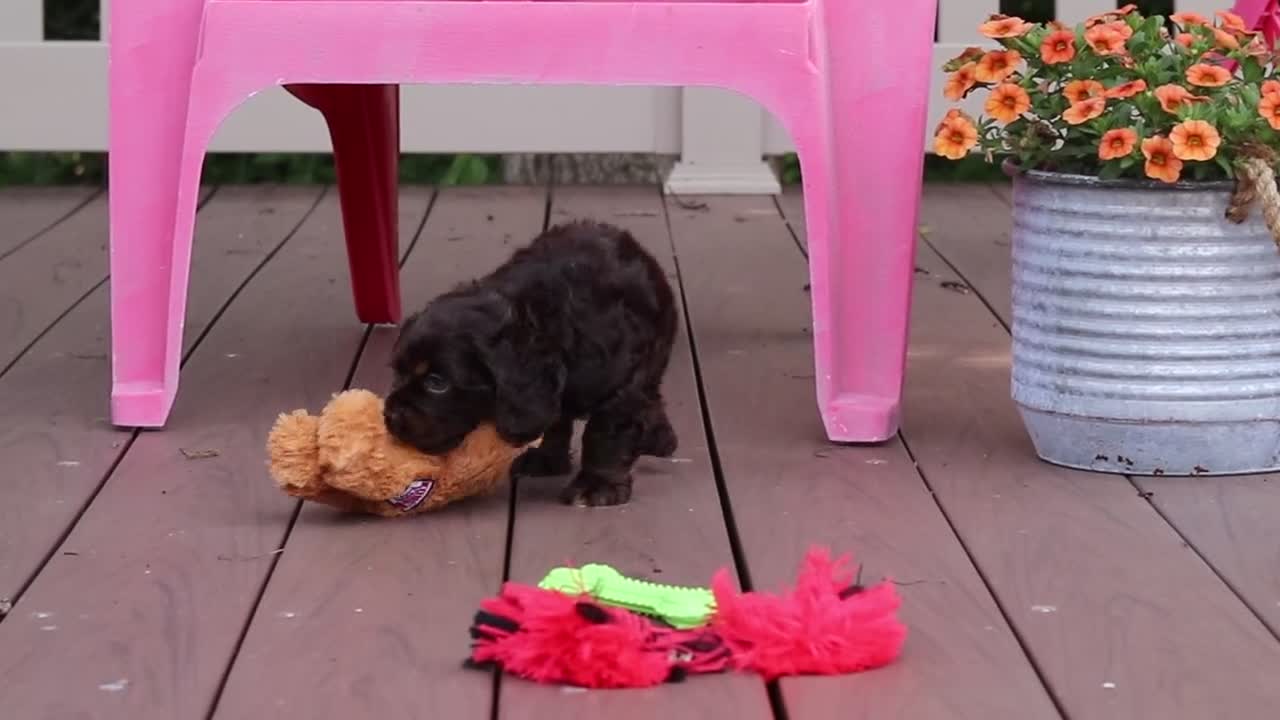 Cocker Spaniel dogs for sale: Milo - Video 5