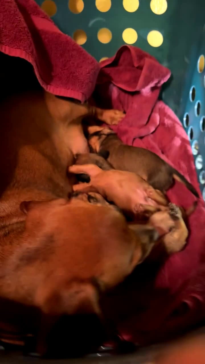 Dachshund dogs for sale: Molly - Video 1