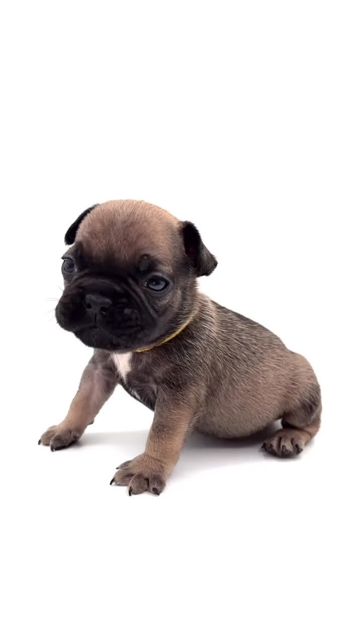 French Bulldog dogs for sale: French Bulldog Puppy 7 - Video 6