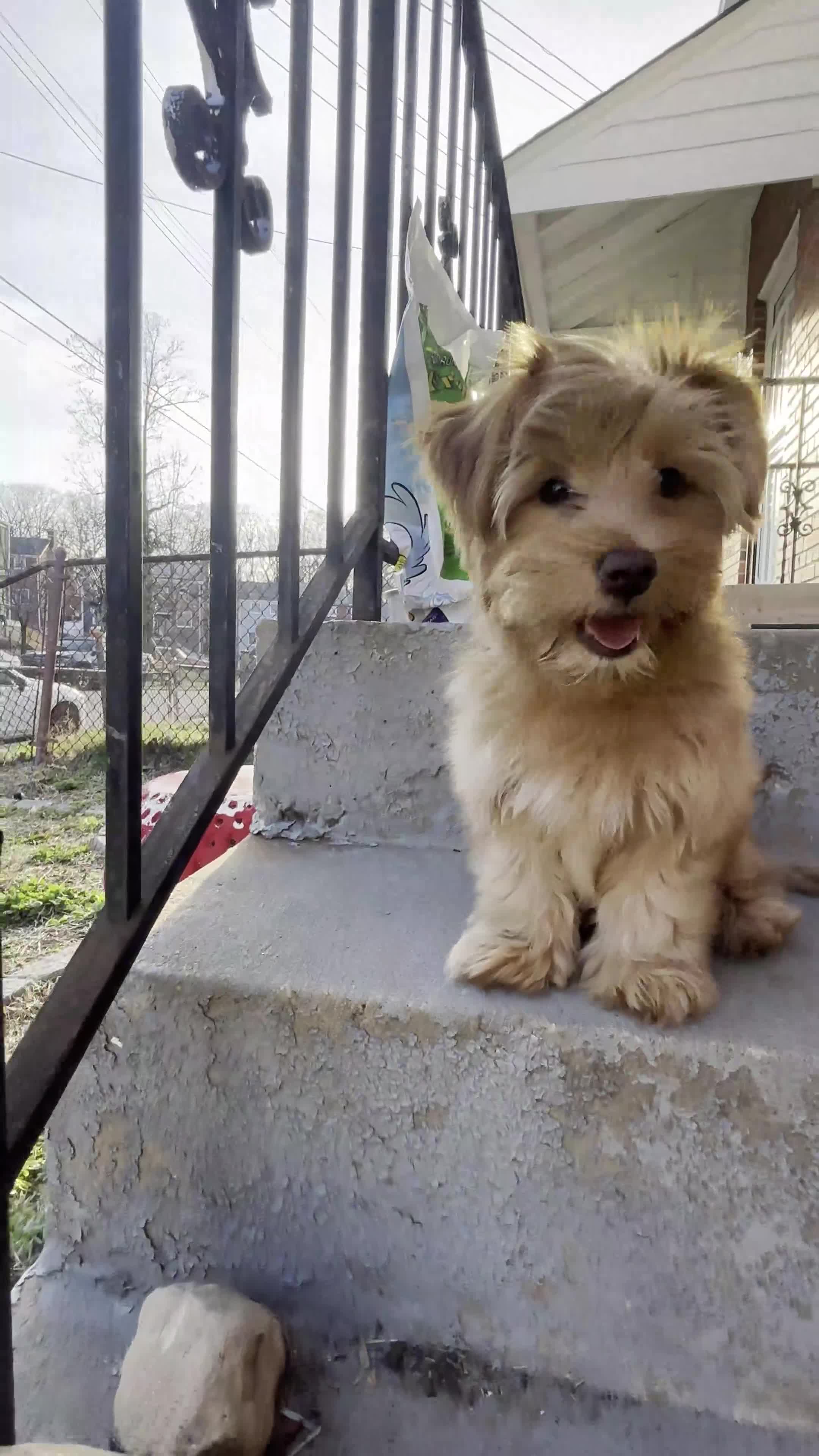 Yorkshire Terrier dogs for sale: Willow - Video 7