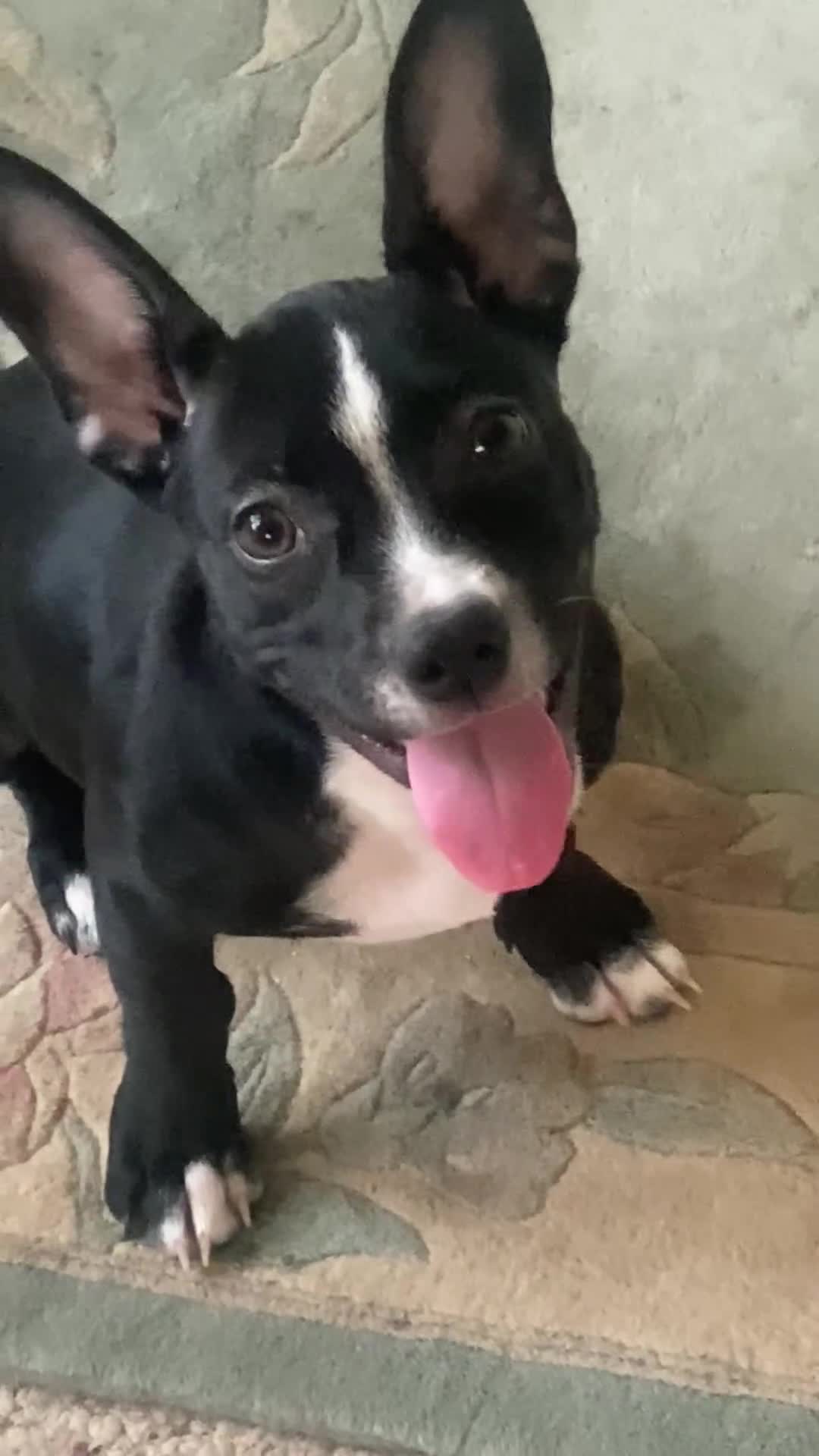Mixed Breed dogs for sale: Mixed Breed 1 - Video 1