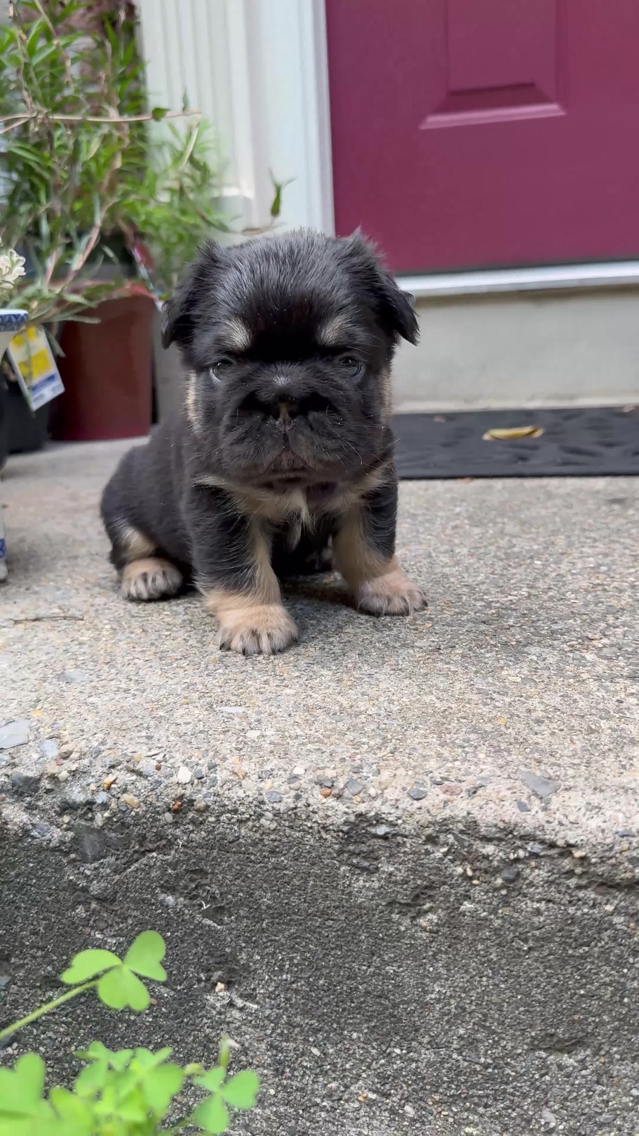 French Bulldog dogs for sale: T-Bone - Video 1