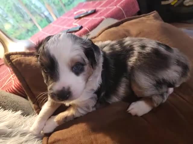 Miniature Australian Shepherd dogs for sale: Miniature Australian Shepherd Puppy 1 - Video 2