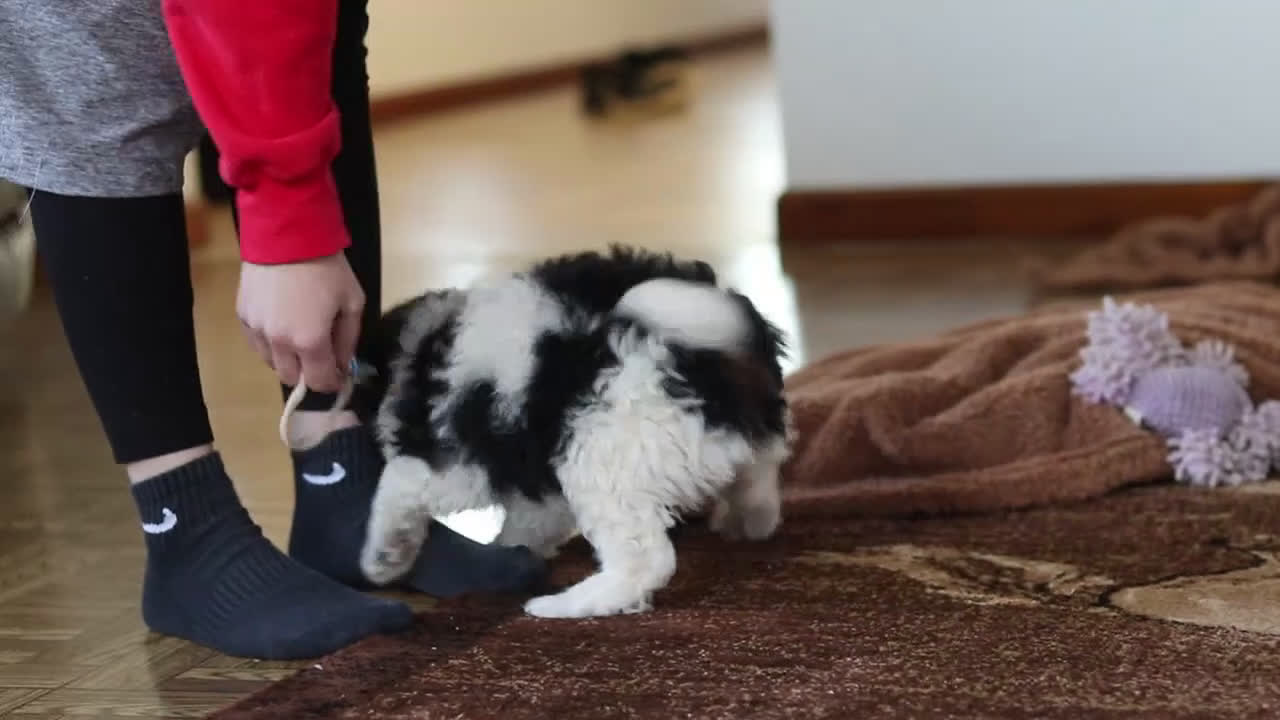 Mini Bernedoodle dogs for sale: Daisy - Video 5