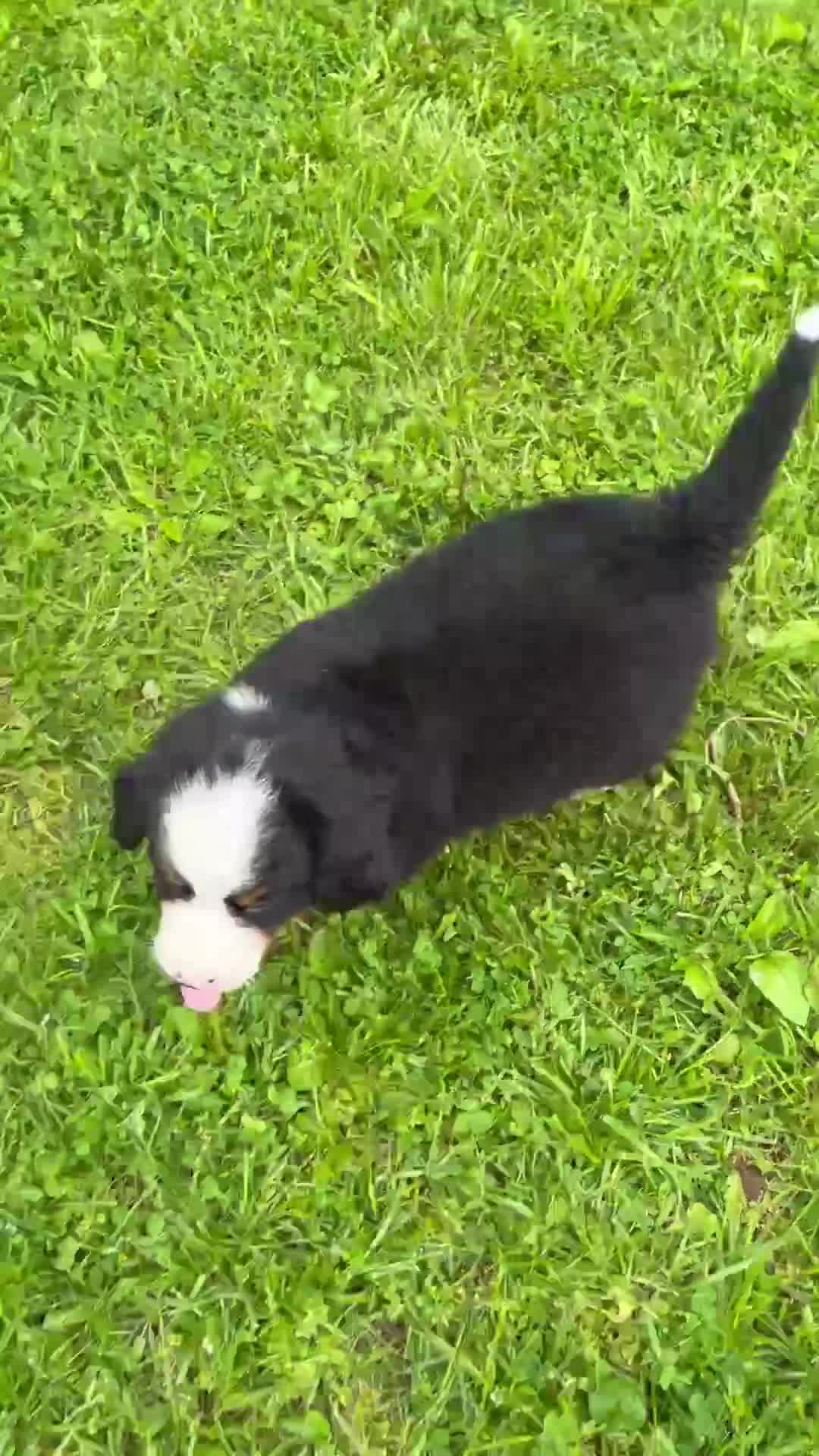 Bernese Mountain Dog dogs for sale: Mason - Video 1