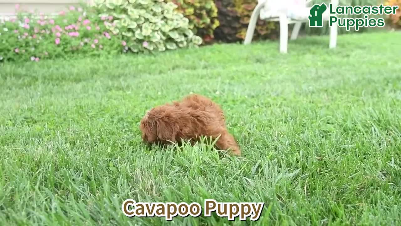 Cavapoo dogs for sale: Willow  - Video 1