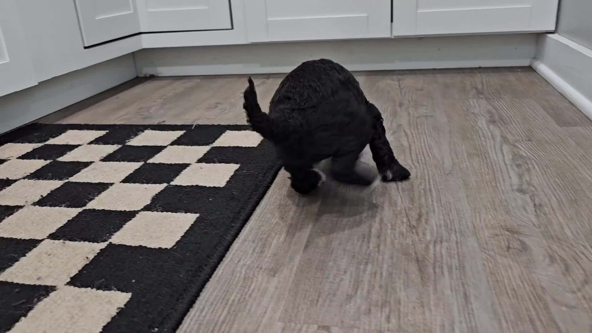 Standard Poodle dogs for sale: Darth Vader - Video 1